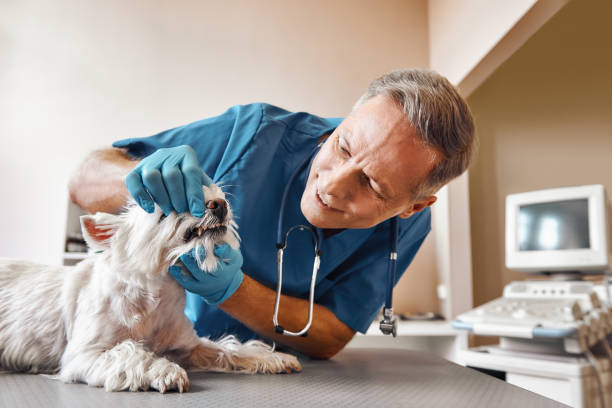 Best Broken or Cracked Tooth Emergency Dentist in Edna, TX